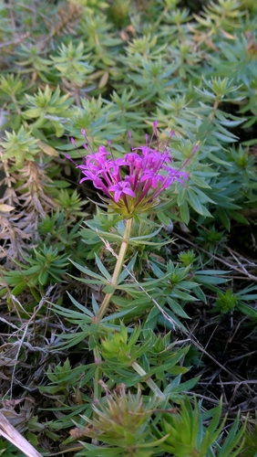 Phuopsis stylosa, photograph 5
