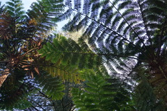 Sphaeropteris excelsa