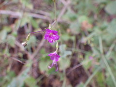 Commicarpus tuberosus