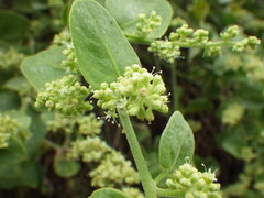 Cryptocarpus pyriformis