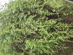 Cryptocarpus pyriformis