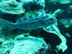 Mycteroperca interstitialis