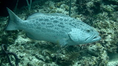 Mycteroperca venenosa
