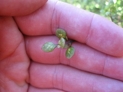 Coprosma tenuicaulis