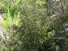 Coprosma tenuicaulis