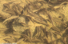 Notropis