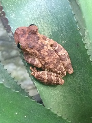 Osteocephalus oophagus