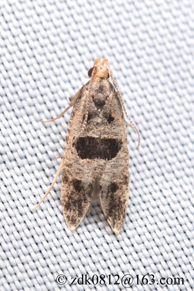 Deltophora quadrativalvatata