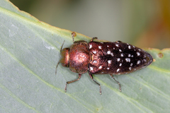Diphucrania leucosticta