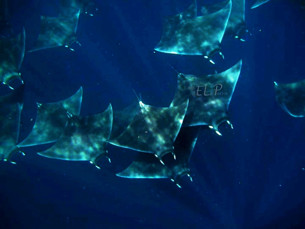 Atlantic Devil Ray