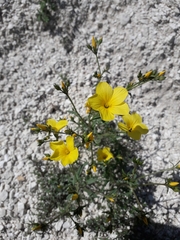 Linum ucranicum
