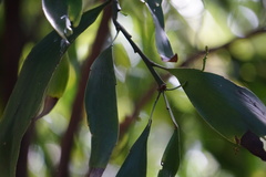 Exocarpos phyllanthoides