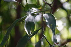 Exocarpos phyllanthoides