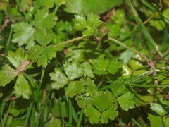 Hydrocotyle tripartita