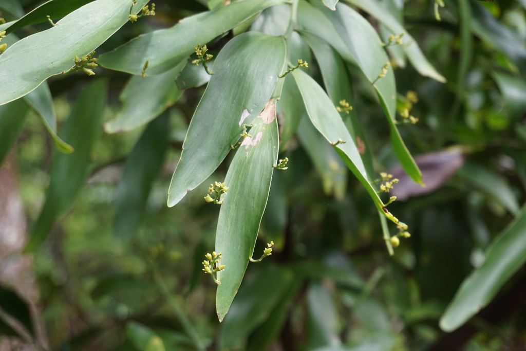 Exocarpos phyllanthoides