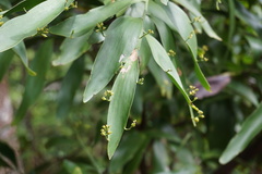 Exocarpos phyllanthoides