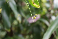 Exocarpos phyllanthoides