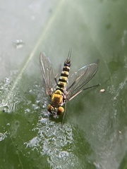 Condylostylus graenicheri