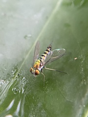 Condylostylus graenicheri