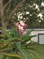 Plumeria rubra