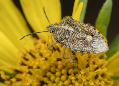 African Cluster Bug photo 3