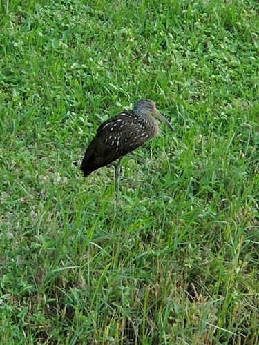 Aramus image