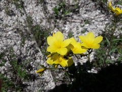 Linum ucranicum