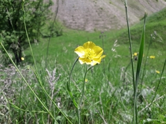 Ranunculus illyricus