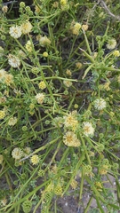 Prosopidastrum angusticarpum