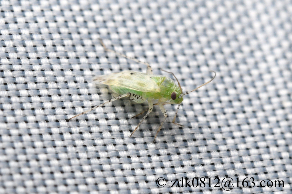 Atomoscelis asiatica