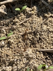 Tenuirostritermes