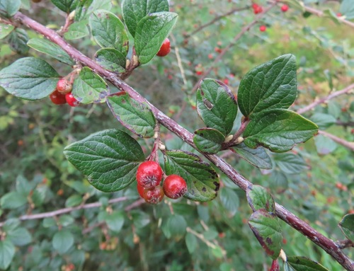 Diels' Cotoneaster (Cotoneaster dielsianus)