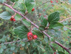 Diels' Cotoneaster (Cotoneaster dielsianus)