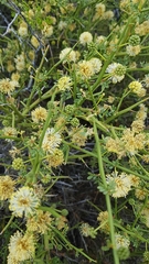 Prosopidastrum angusticarpum