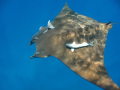 Mobula tarapacana