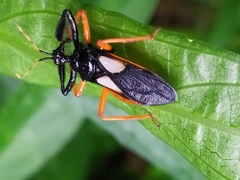 Calliclopius nigripes