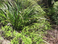 Dianella haematica