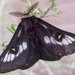 Juno Buckmoth - Photo (c) Bill Lisowsky, some rights reserved (CC BY-NC), uploaded by Bill Lisowsky