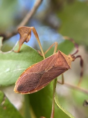 Chondrocera laticornis