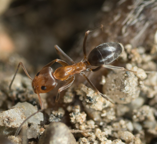 Bicolored Pyramid Ant photo 3