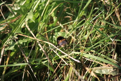 Bombus