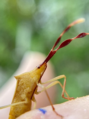 Chondrocera laticornis photo 2