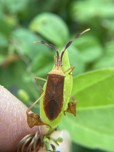 Chondrocera laticornis photo 3