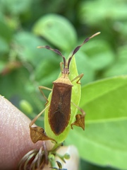 Chondrocera laticornis
