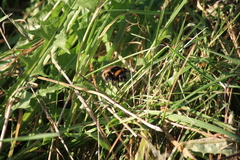 Bombus