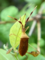 Chondrocera laticornis