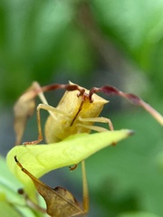 Chondrocera laticornis