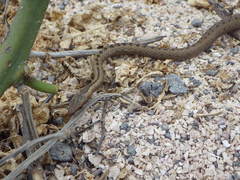 Pseudalsophis dorsalis