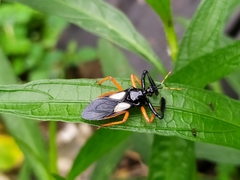 Calliclopius nigripes