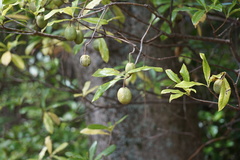 Pittosporum bracteolatum